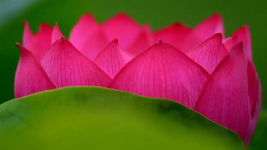 莲花,粉红色的花瓣,花特写,绿叶 壁纸 - 1600x900