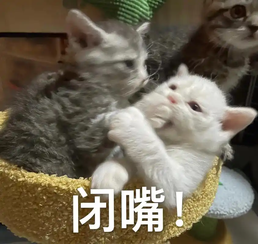 不要说话!#猫咪表情包 #抖音图文来了 #猫 - 抖音