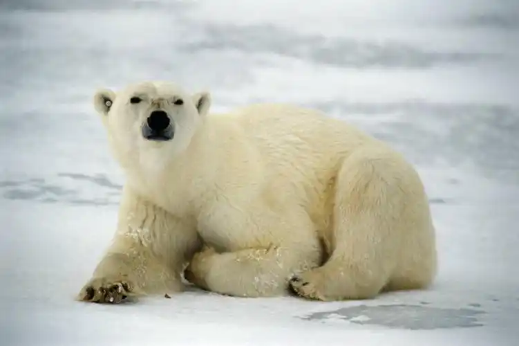 俯视,室外,白天,旅游,度假,美景,雪,大雪,北极熊,野生动物,熊,加拿大