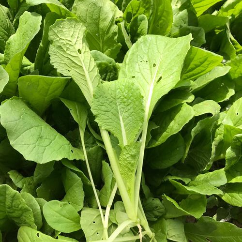 密之蓝天现摘现发 本地农家小白菜300g 白菜叶新鲜蔬菜生鲜火锅食材