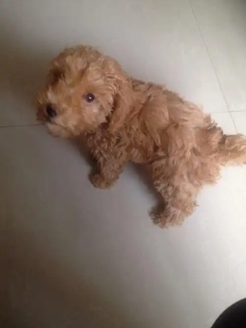 谁能给我发一下两三个月的泰迪图片啊?自己养的