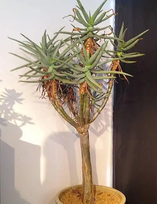 芦荟"真好养",长了3米高,长成芦荟大树,叶子太厚,吃不完