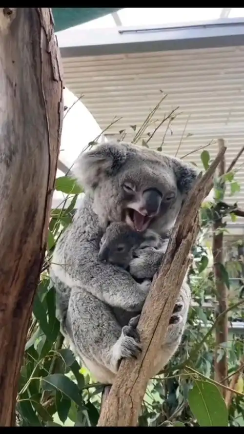 考拉抱着自己的孩子睡觉