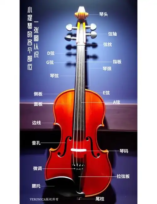 小提琴各部位功能详解