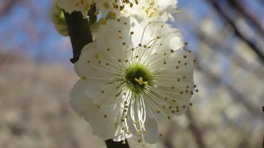 寒冬梅花独秀