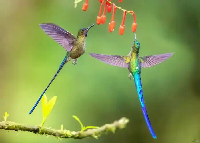 紫长尾巴蜂鸟(祝贺荣获首页精华!
