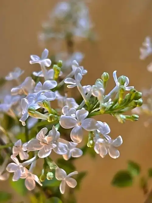 点缀生活的鲜花#鲜花分享#丁香#丁香花#丁香花花神@同城鲜花网06