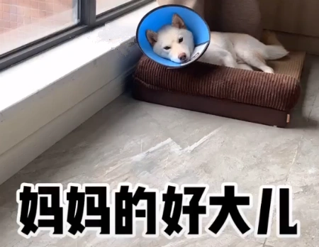 妈妈的好大儿是什么意思妈妈的好大儿什么梗