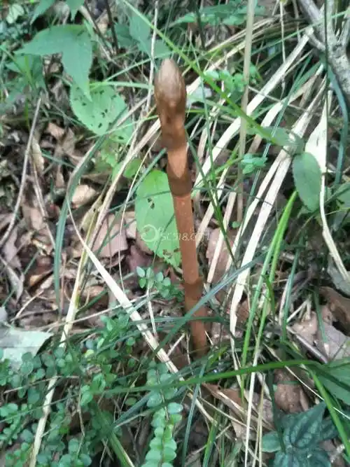 新鲜野生天麻有需要的可以联系