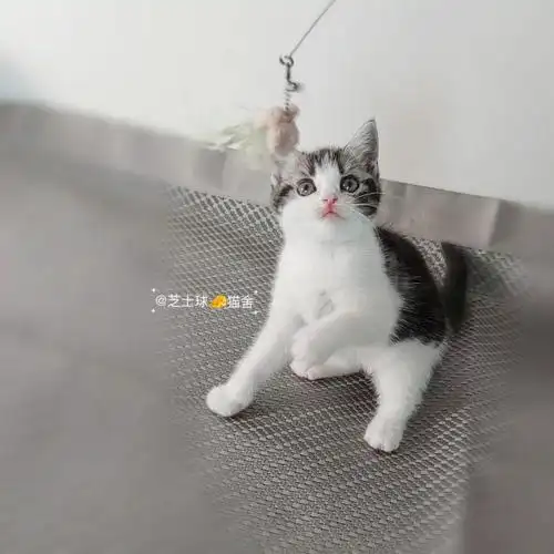 美短加白妹妹美国短毛猫找家找领养
