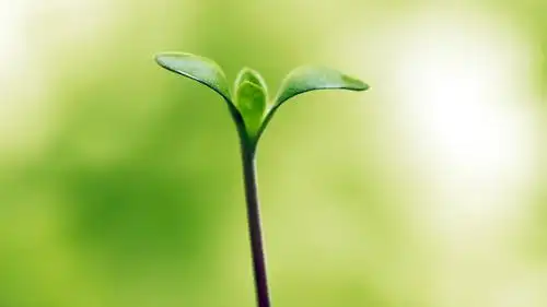 清新绿色养眼植物桌面壁纸