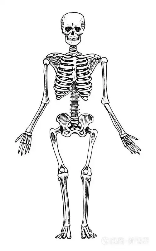刻的手绘在旧素描和复古的风格.骨架的剪影.全身骨