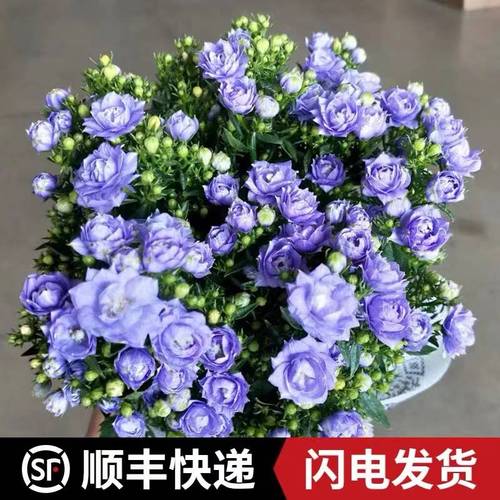 丹麦风铃花盆栽室内植物带花苞重瓣梦露花苗阳台庭院四季花卉绿植