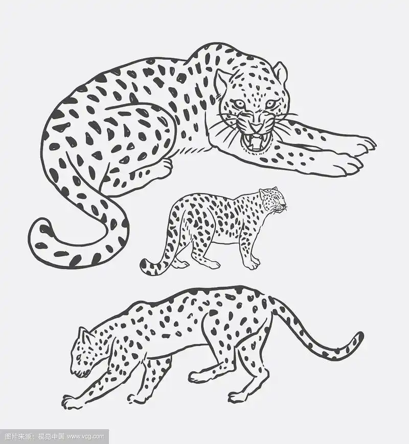 豹野生动物素描