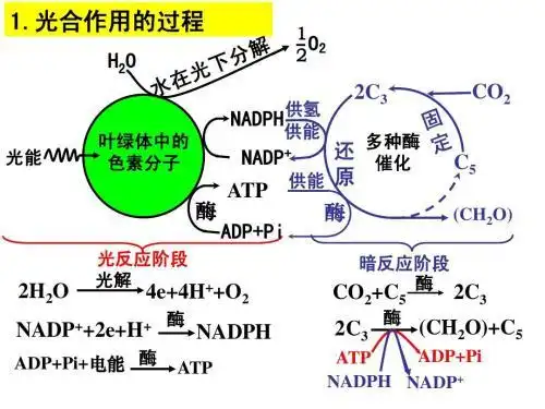 光合作用过程图解,呼吸作用三个阶段图解