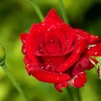 灿烂的月季花微信头像图片【点击鼠标右键下载】