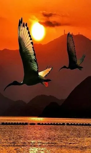 鸿雁成双成对,雁来雁去一首歌.百年人生一过客,听哭了!