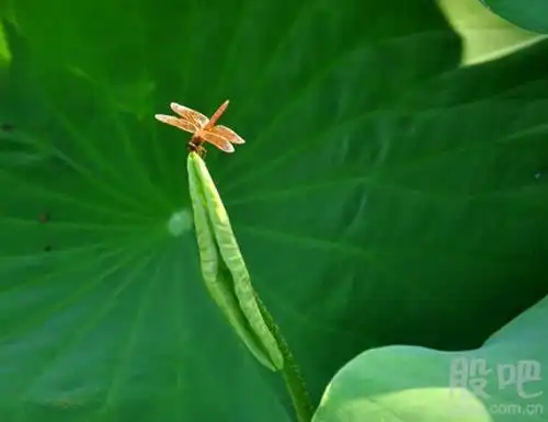 泉眼无声惜细流树阴照水爱晴柔小荷才露尖尖角早有蜻蜓立上头