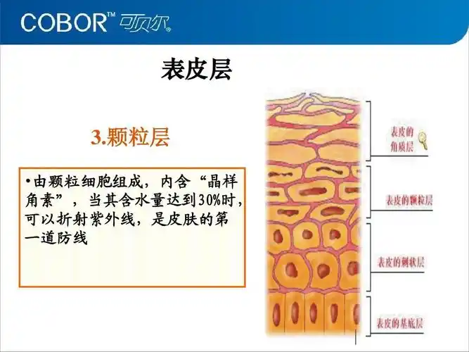 颗粒层 颗粒层  由颗粒细胞组成,内含"晶样 由颗粒细胞组成,内含" 由