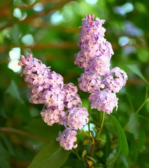 紫色丁香花花语和传说故事_达一风水网