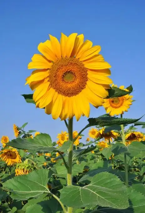 上联:向日葵花开向日.邀对下联