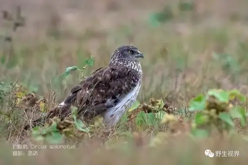 3大鵟 4雕鸮 5短耳鸮 6高山兀鹫 7鬼鸮 8黒鸢 9黑翅鸢 10红脚 11红隼