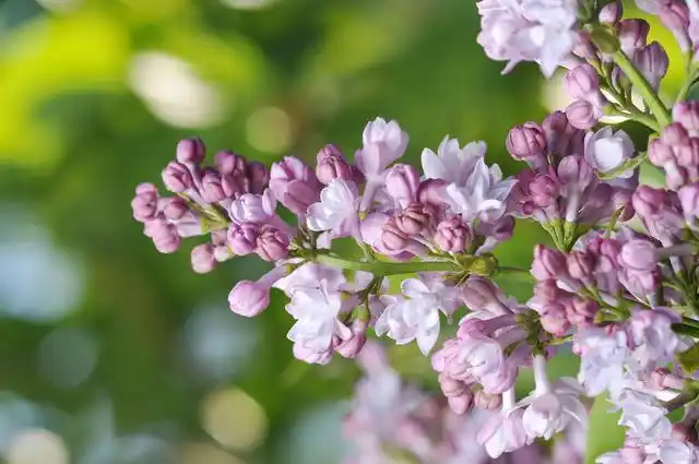 植物:丁香花介绍及怎么种植?