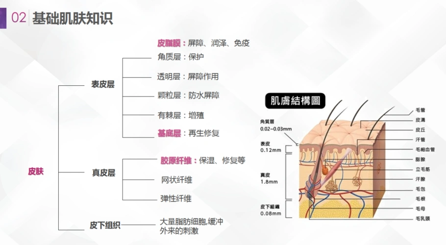 子霖老师:皮肤细胞生命延续,皮脂膜修复的重要性
