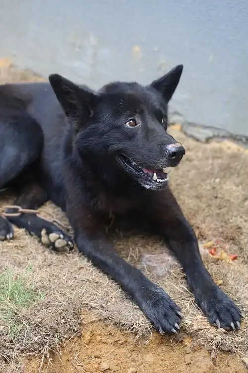 小黑—中华田园犬