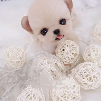 纯种奶油色茶杯体博美幼犬活体可爱杯子狗俊介家养宠物狗真狗训练