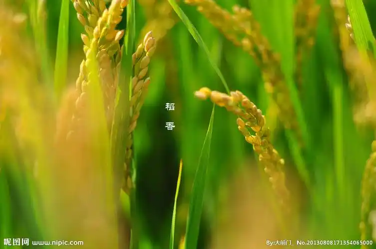 稻香图片