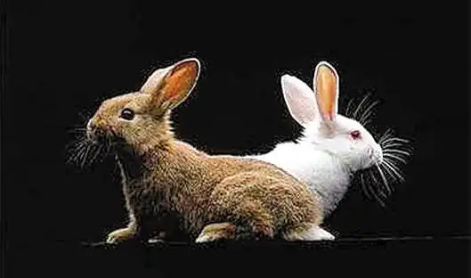 雄兔脚扑朔,雌兔眼迷离;双兔傍地走,安能辨我是雄雌?