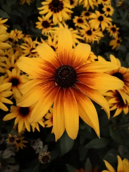 漂亮的景色,美丽的花朵,给人们带来美的享受,而陶醉在幸福之中! - 美