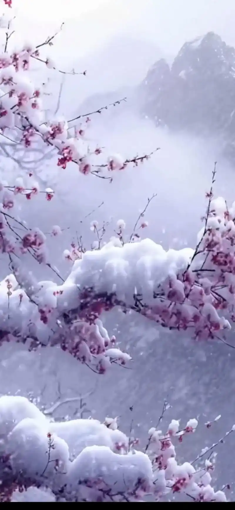 一片雪花秀天下 #梅花香自苦寒来 #见过这么美丽的雪景吗 - 抖音