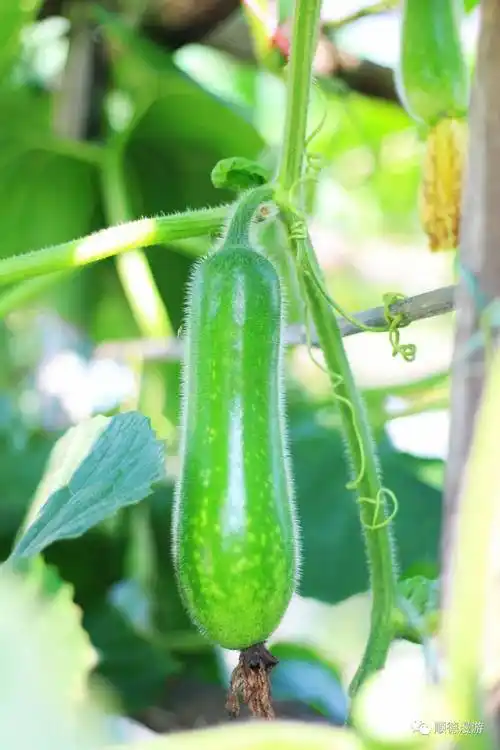 杏坛桑麻黑毛节瓜2022