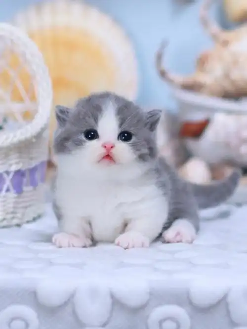 反正就超可爱9696#我的萌宠  #猫咪  #吸猫  #蓝白矮脚  #英短蓝