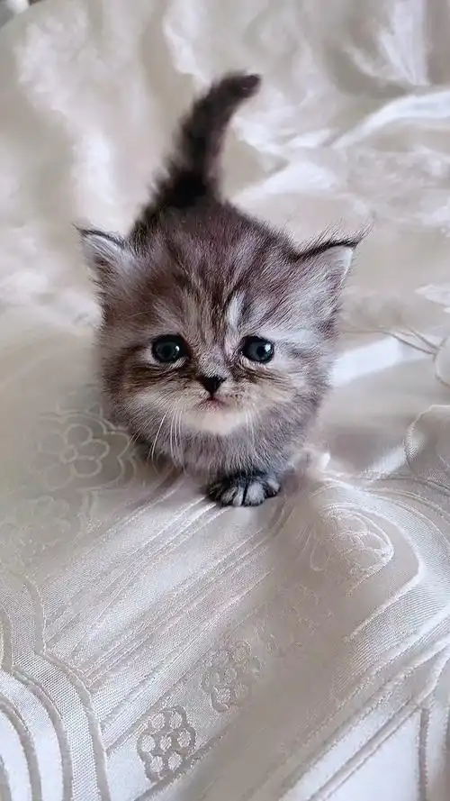 我要上热门#小奶猫奶凶奶凶的