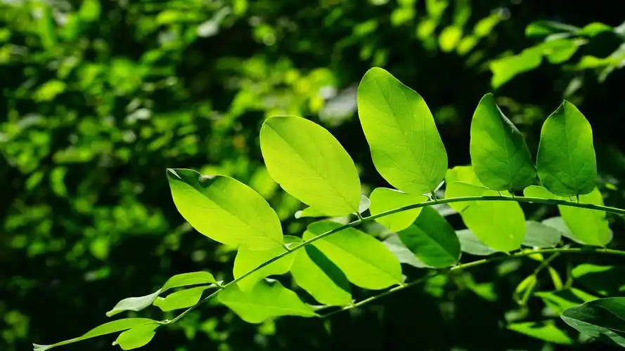 绿色树叶护眼清新壁纸- mac壁纸下载,高清壁纸,绿色护眼壁纸macv