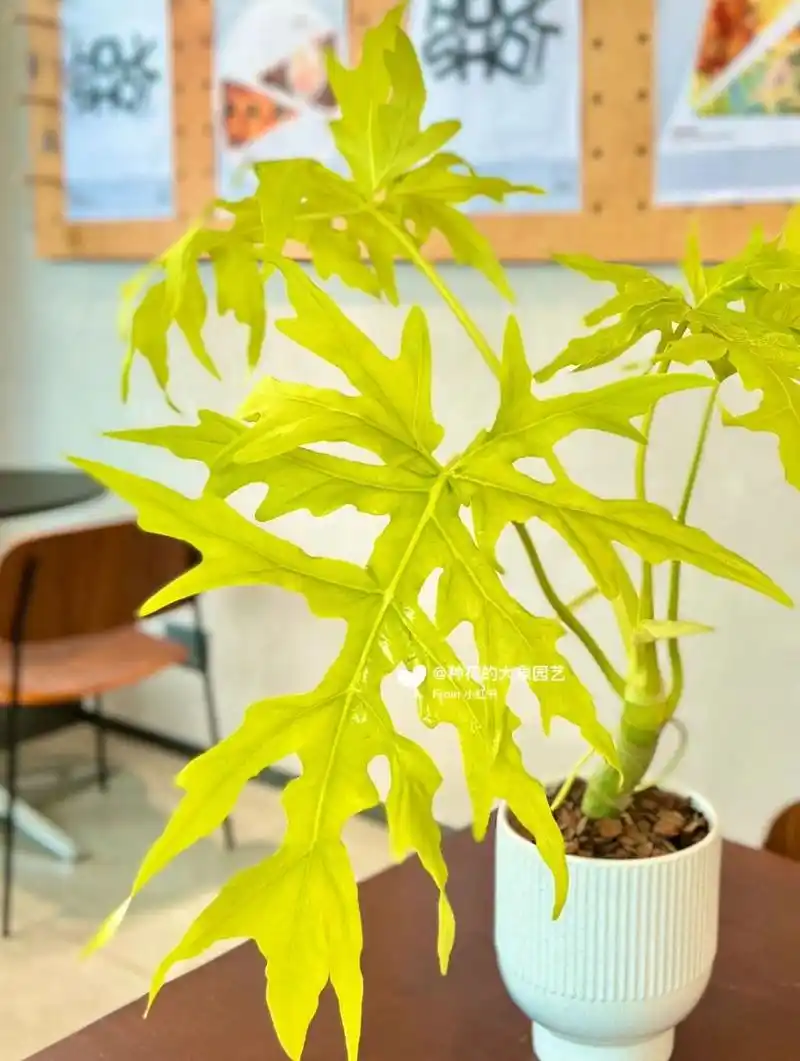 100种家居绿植推荐|04黄金春羽 天南星科蔓绿绒属多年生常绿观叶植物.