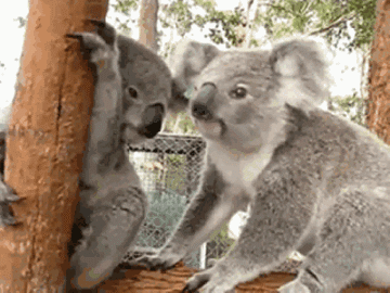 考拉(树袋熊)的搞笑动图表情包