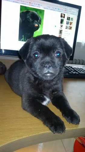 耳朵趴趴着,鼻子也是趴趴着,牙齿挺长,2个月大左右,多谢