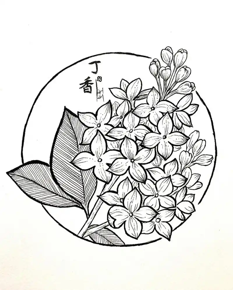 67/100|线稿|丁香花 哪位小可爱的命题作品呀?