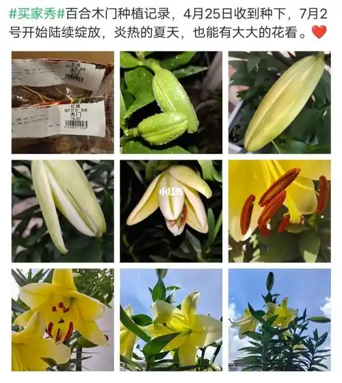 百合的种植成长记录