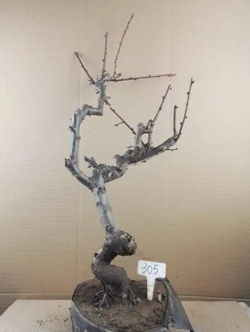 龙游梅游龙梅花盆景红梅花盆栽树桩老桩腊梅耐寒冬季开花植物 28年