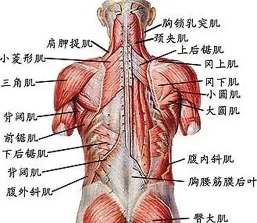 如何锻练腰背肌