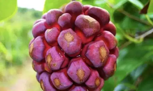 世界上最珍贵的三种水果,吃过一种算你厉害