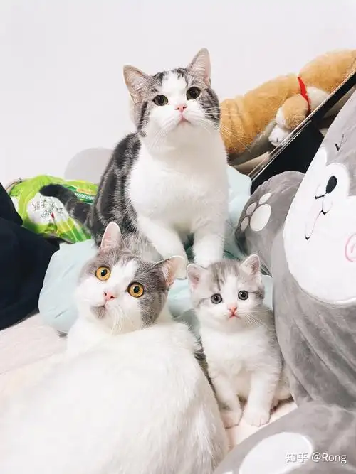 能给我看看英短和美短串的样子嘛