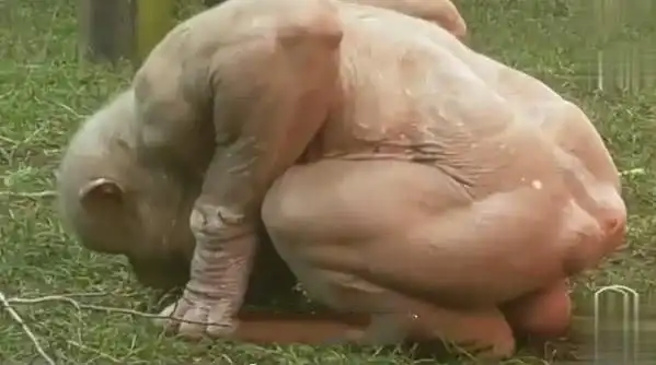 动物园两只猩猩毛掉光了,好像没穿衣服的人,看上去好羞耻啊