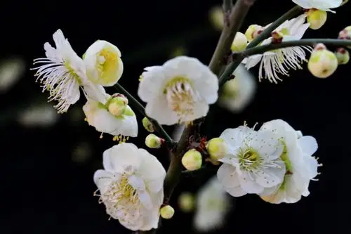 冰清玉洁白梅花