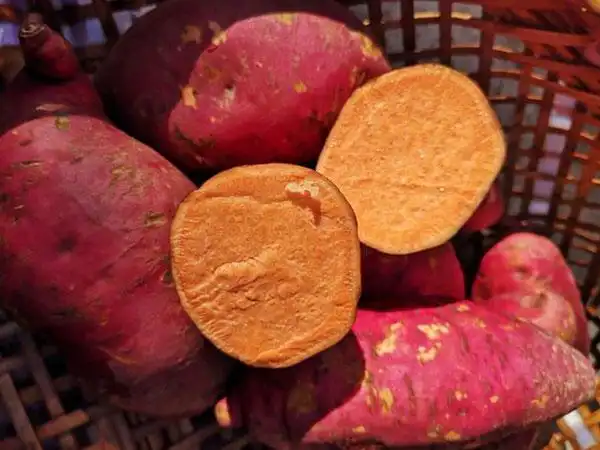 湖北培育商薯19红薯苗-太胜红薯育苗-培育商薯19红薯苗电话